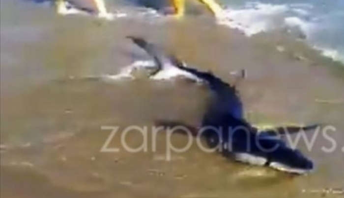 Βίντεο-ντοκουμέντο: Καρχαριάκι βγήκε σε παραλία των Χανίων
