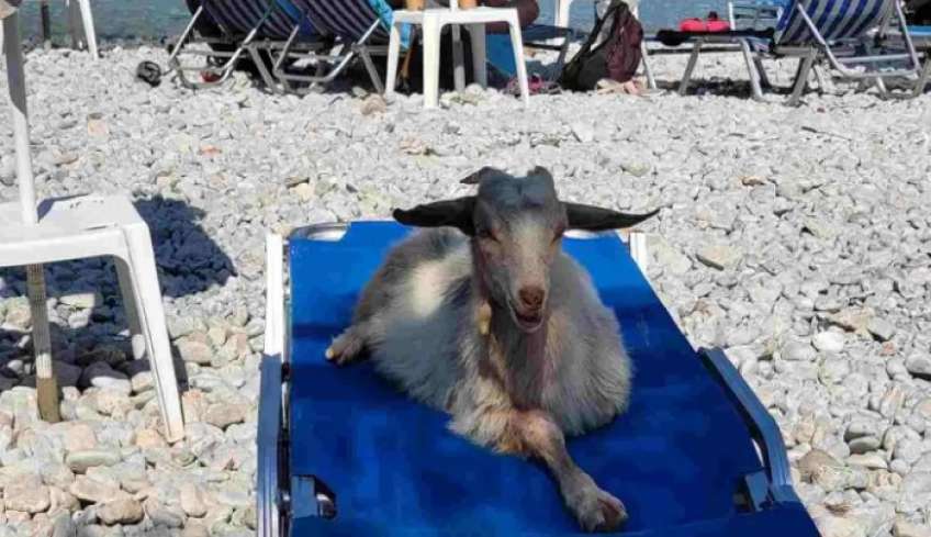 Σύμη: Viral η φωτογραφία κατσίκας που ποζάρει σε ξαπλώστρα