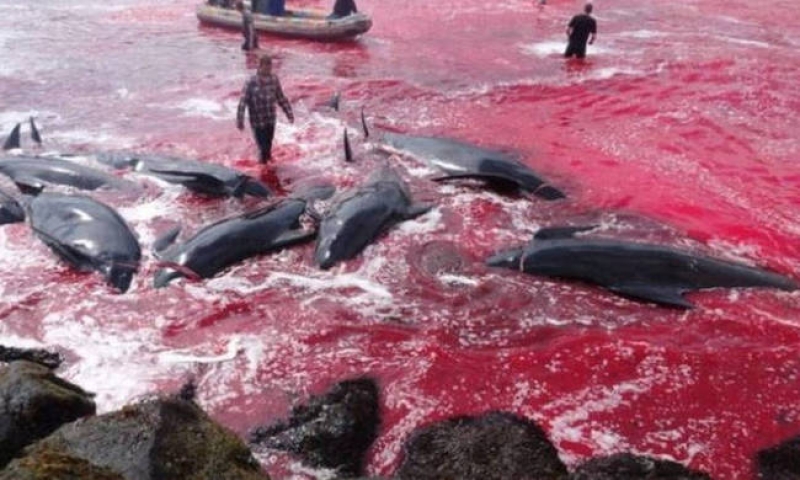 Η θάλασσα βάφτηκε κόκκινη: Σκληρές εικόνες από τη μαζική σφαγή φαλαινών στα νησιά Φερόε