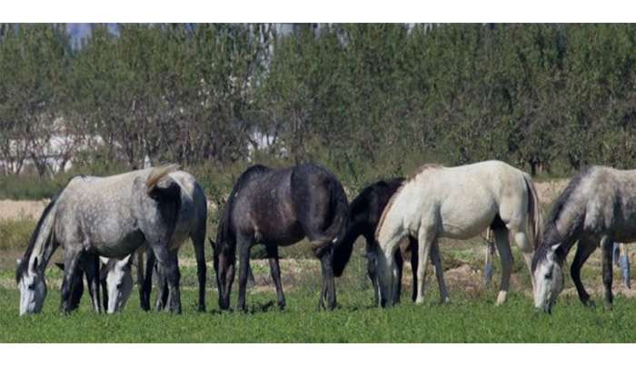 Φρίκη στα Γρεβενά: Σοκάρει ο κτηνίατρος για τα νεκρά άλογα - &quot;Αφαιρέθηκαν με χειρουργική ακρίβεια 750 κιλά κρέας&quot;