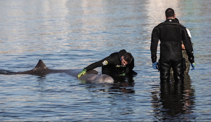 Νεκρή η νεαρή φάλαινα του Αλίμου - Την εντόπισε το Λιμενικό Σαλαμίνας στην Κυνόσουρα