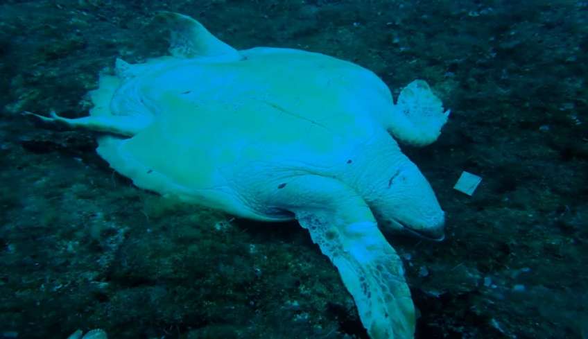 Αποτροπιασμός στην Νάξο: Θανάτωσαν με μαχαίρι θαλάσσια χελώνα