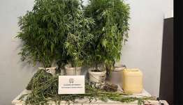 Συνελήφθη επ’ αυτοφώρω αλλοδαπός που καλλιεργούσε φυτά κάνναβης στη Ρόδο