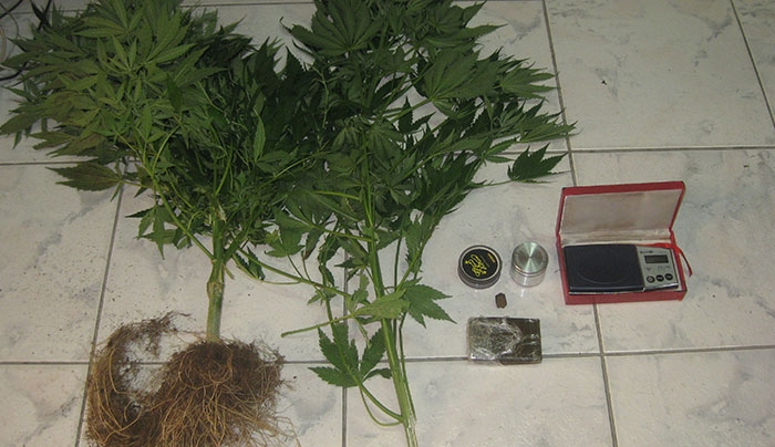 Συνελήφθη 26χρονος ημεδαπός για κατοχή ναρκωτικών και καλλιέργεια δενδρυλλίων κάνναβης στην Κω