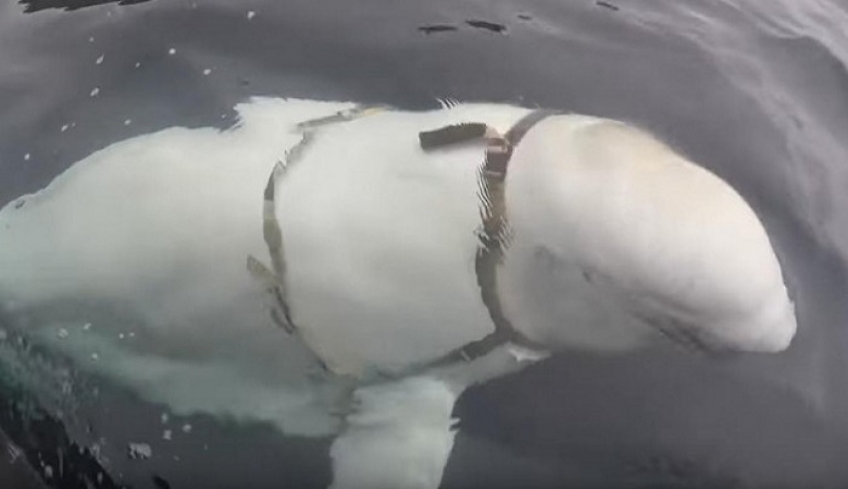 Συναγερμός στη Νορβηγία: Επιασαν ρωσική φάλαινα-«κατάσκοπο» [βίντεο]