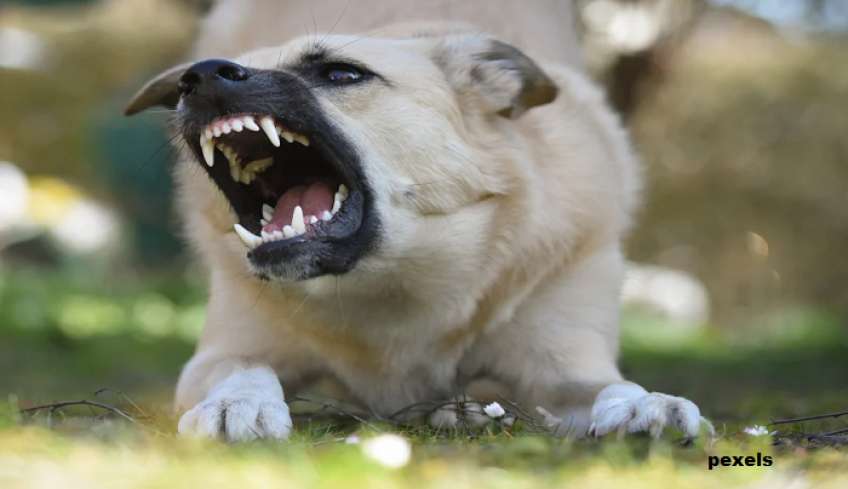 Σκυλιά κατασπάραξαν θανάσιμα 68χρονη στα Άνω Λιόσια