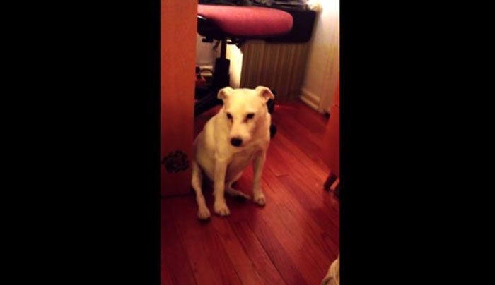 ΛΙΩΣΑΜΕ! Δείτε τι κάνει αυτός ο σκύλος όταν τον μαλώνουν! (Βίντεο)