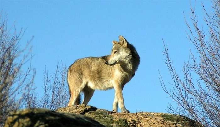 Τρόμος στη Λαμία: Οι λύκοι κατέβηκαν στα χωριά – Αντιδράσεις των κτηνοτρόφων