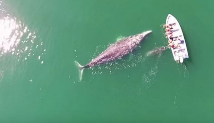 Απίστευτο βίντεο: Τα χάδια ανθρώπων σε τεράστιες φάλαινες!