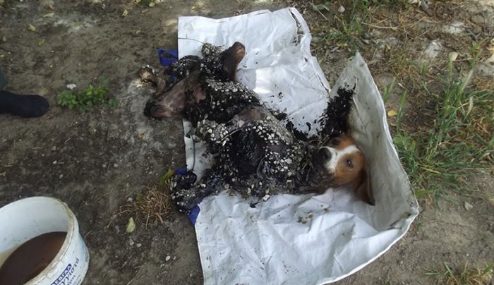 Ανεγκέφαλοι άφησαν δύο μέρες κολλημένη στην πίσσα σκυλίτσα στις Σέρρες (Προσοχή σκληρές εικόνες)