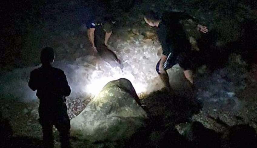 Νεαρό δελφίνι βγήκε σε παραλία της Αρκάσας Καρπάθου και πέθανε
