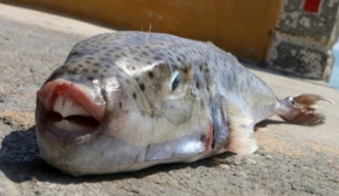 Ρόδος: Τρόμος στο βυθό! Κοπάδι λαγοκέφαλων επιτέθηκε σε ψαροντουφεκά