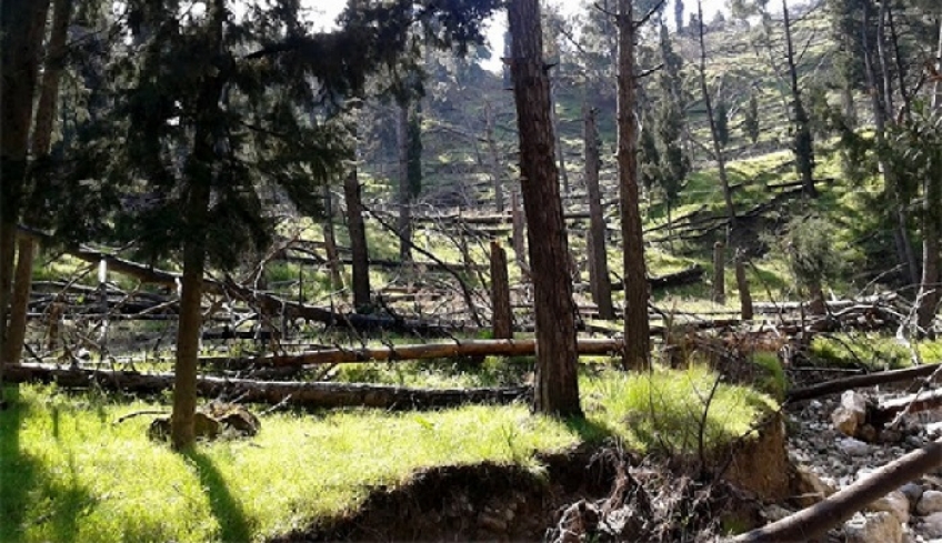 Δασαρχείο Δωδεκανήσου: Απόφαση για άνευ αδείας συλλογή ξύλων από τα δάση μας