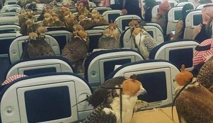 Η περίεργη φωτογραφία που έγινε viral: 80 γεράκια Σαουδάραβα πρίγκιπα ταξίδεψαν ως επιβάτες με αεροσκάφος
