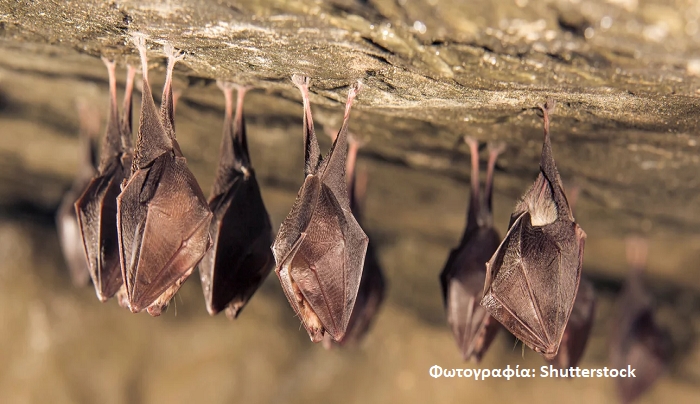 Washington Post: Η Κίνα αρνείται την πρόσβαση ερευνητών του ΠΟΥ σε σπήλαια με νυχτερίδες