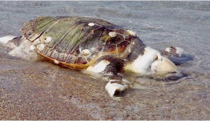Νεκρή χελώνα “ΚΑΡΕΤΑ-ΚΑΡΕΤΑ” στο Μαρμάρι Κω