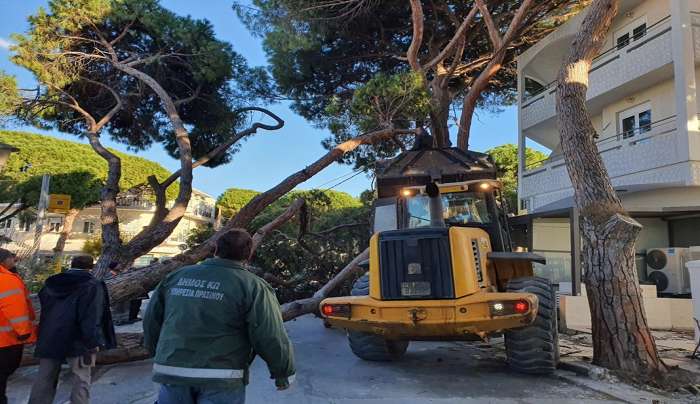 Σ. Καμπουράκης: Θα αντικατασταθούν τα δέντρα στη πόλη της Κω που απομακρύνονται λόγω επικινδυνότητας
