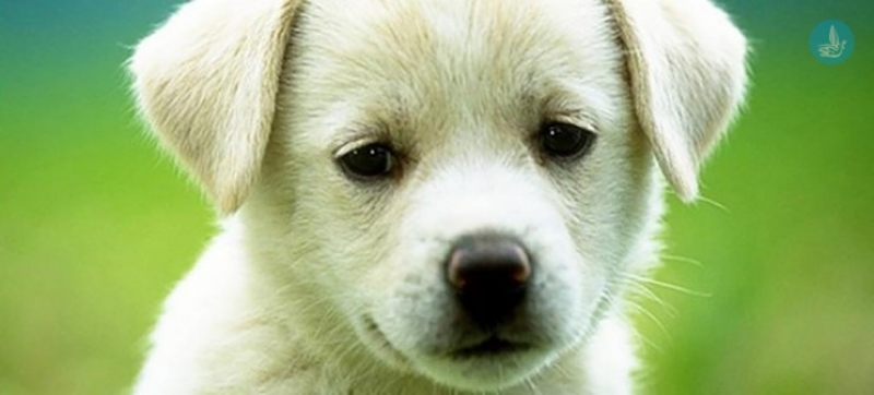 Να αποσυρθεί το νομοσχέδιο για τα ζώα συντροφιάς ζητούν οι φιλοζωικές