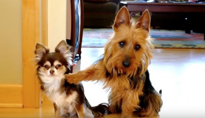 Ένας μαρτυριάρης σκύλος κάνει τον γύρο του διαδικτύου (Βίντεο)