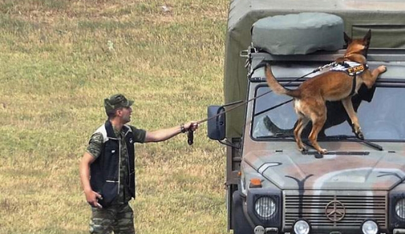 Ετσι εκπαιδεύονται οι σκύλοι – κομάντο του Στρατού [βίντεο]