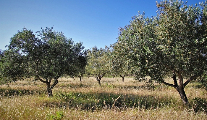 Ανομβρία: Κατά 60% μειωμένο το φετινό ύψος βροχής στην Κάλυμνο σε σχέση με το 2020 που ανήκει στις χρονιές με τη μικρότερη βροχόπτωση των τελευταίων 33 χρόνων.