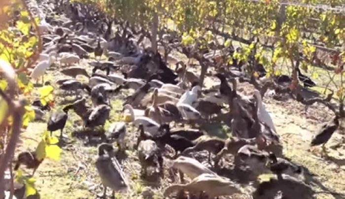 Τι δουλειά έχουν 900 πάπιες μέσα σε έναν αμπελώνα; (Βίντεο)