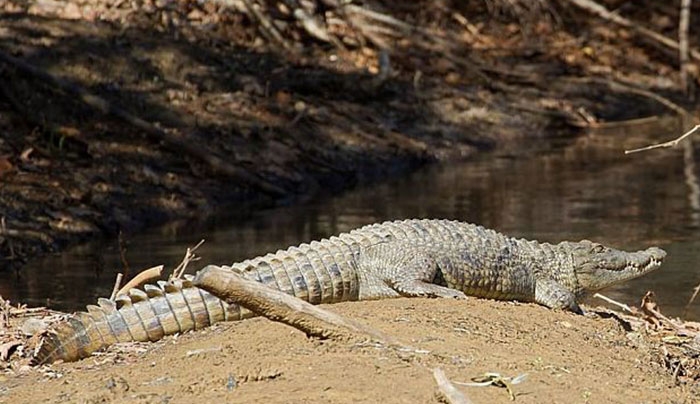 Νεκρός ο «Σήφης» ο κροκόδειλος – Επιχείρηση για την ανάσυρση του από τη λίμνη του φράγματος