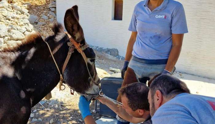 Πρόγραμμα φροντίδας Ιπποειδών στη Χάλκη