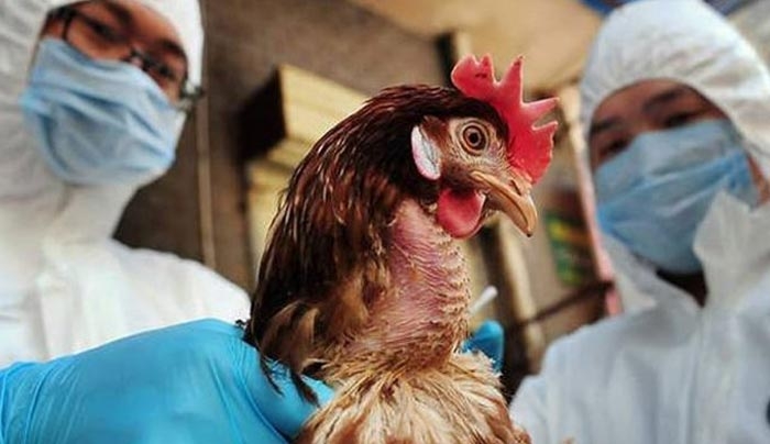 Περιφέρεια Νοτίου Αιγαίου: αυξημένος κινδύνου μετάδοσης του ιού της γρίπης των πτηνών