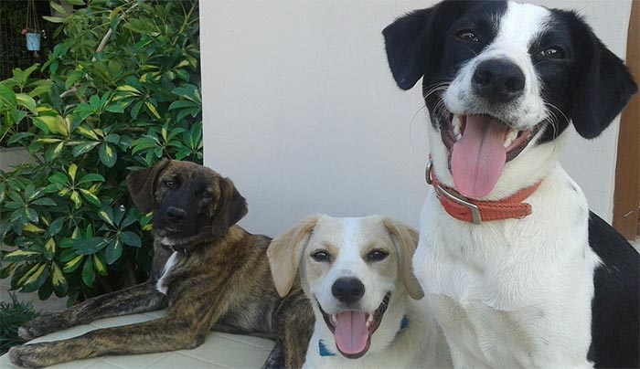 Τρία πανέμορφα σκυλάκια ψάχνουν οικογένεια (Φωτό)