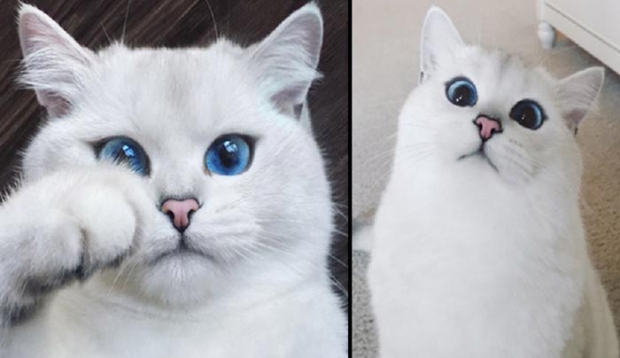 Αυτός είναι ο γάτος με τα πιο όμορφα μάτια στον κόσμο! (Φωτό)