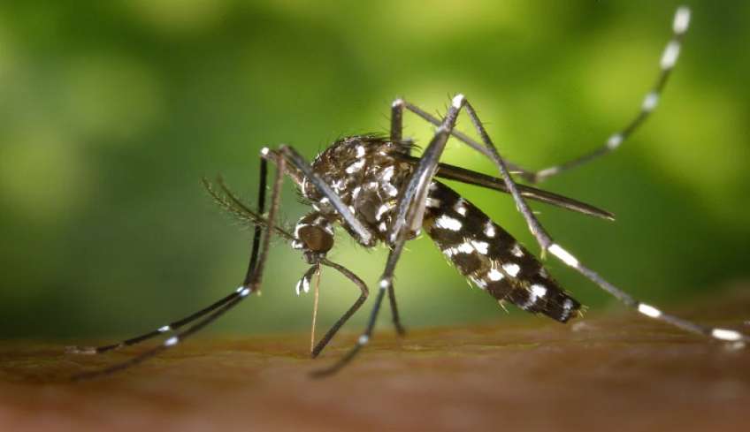 Καμπανάκι SOS στη Θεσσαλία: 61% των κουνουπιών φέρουν τον ιό του Δυτικού Νείλου