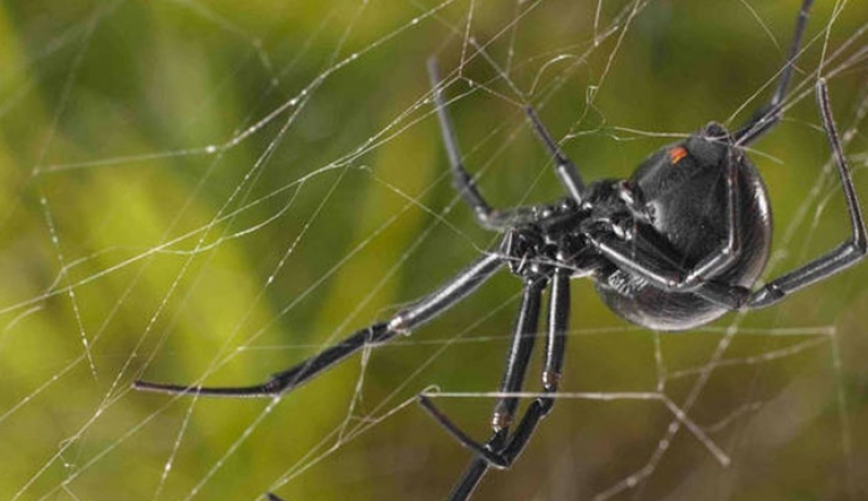 Φωτογραφίες Αιτωλικό: Πέπλο αράχνης «κατάπιε» 300 μέτρα βλάστησης