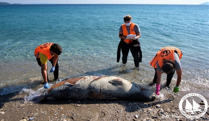 Επτά νεκρές μεσογειακές φώκιες εντοπίστηκαν στο Αιγαίο τις μέρες των περιορισμών - 1 στην Κω