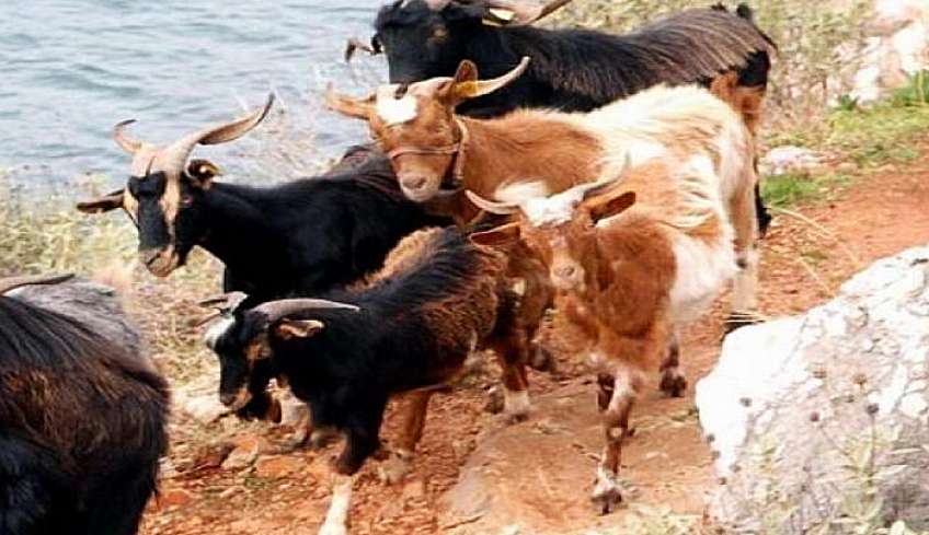 Νησιωτική κτηνοτροφία: Έκτακτη ενίσχυση λόγω του κόστους παραγωγής