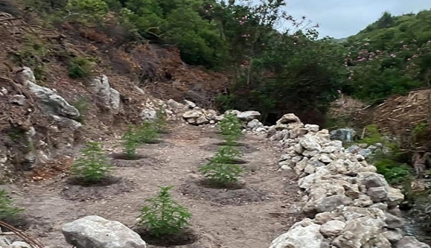 Βρέθηκε φυτεία με 36 δενδρύλλια στο Λιμιώνα - Συνελήφθη 54χρονος ημεδαπός