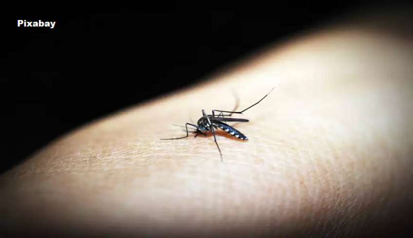 Οι επιστήμονες κρούουν τον κώδωνα του κινδύνου: Έξαρση στον αριθμό των κουνουπιών – Γιατί φοβούνται για εμφάνιση ιού Δυτικού Νείλου