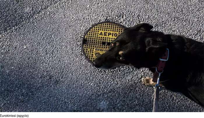 Ηράκλειο: Νέα κτηνωδία – Ζωοκλέφτες κρέμασαν σκύλο και τον έβλεπαν να σπαρταράει