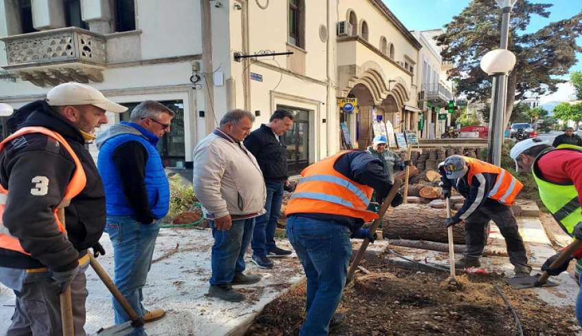 Απομακρύνθηκαν τα δύο δέντρα από την μικρή πλατεία δίπλα στο δημαρχείο, τη θέση τους θα πάρουν δύο επτάμετρα πεύκα