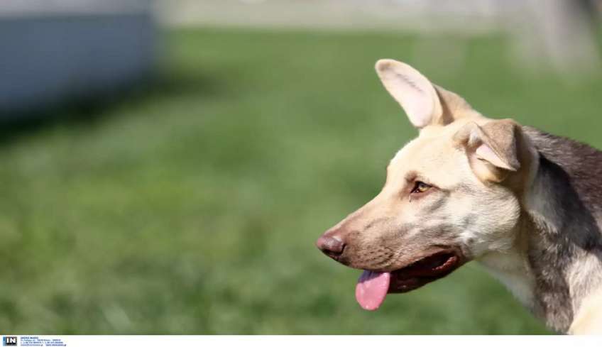 Σέρρες: Σκότωσαν με φόλα το σκυλί δημάρχου – Επικήρυξε με 2.000 ευρώ τους δράστες