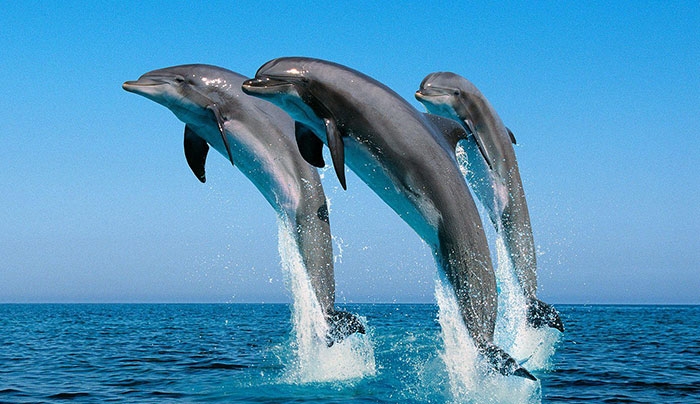 ΠΕΙΝΑΝΕ τα δελφινάκια στο Αττικό ζωολογικό πάρκο...