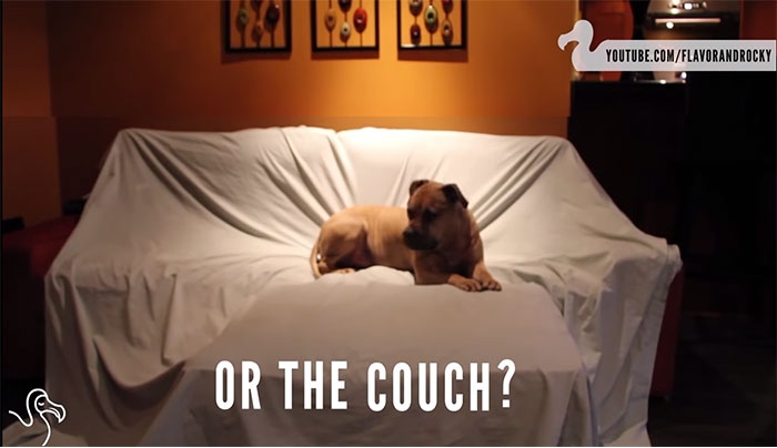 Όταν λείπεις από το σπίτι, τι κάνει ο σκύλος μόνος του; (video)