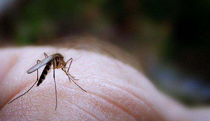 Πρόγραμμα καταπολέμησης κουνουπιών από την Περιφέρεια-Οδηγίες προς τους πολίτες
