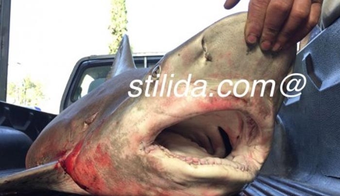 Στυλίδα: Χαμός στο facebook με τον καρχαρία που έπιασε ψαράς (Φωτό)!