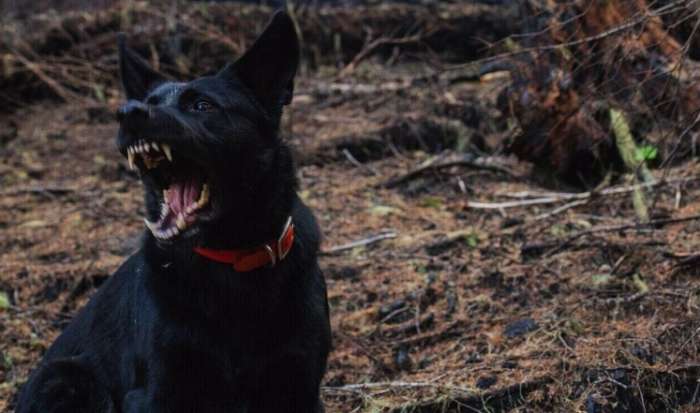 Βόλος: Άγρια επίθεση σκύλου σε 33χρονο - Ακρωτηριάστηκε το κάτω χείλος του