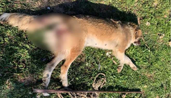 Μέγαρα: Πυροβόλησαν με αεροβόλο και «παλούκωσαν» σκυλίτσα – Νέα υπόθεση κακοποίησης και δολοφονίας ζώου