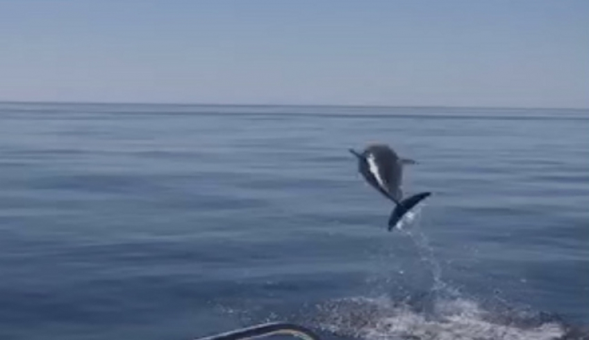 Ρόδος: Υπερθέαμα με κοπάδι απο δελφίνια ! (Bίντεο)