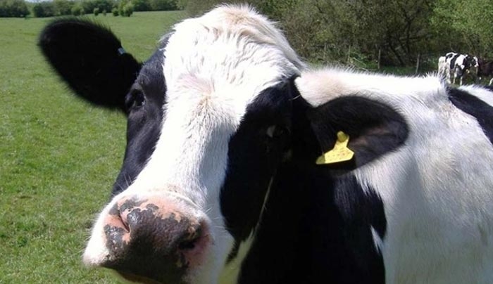Από οζώδη δερματίτιδα προσβάλλονται τα βοοειδή