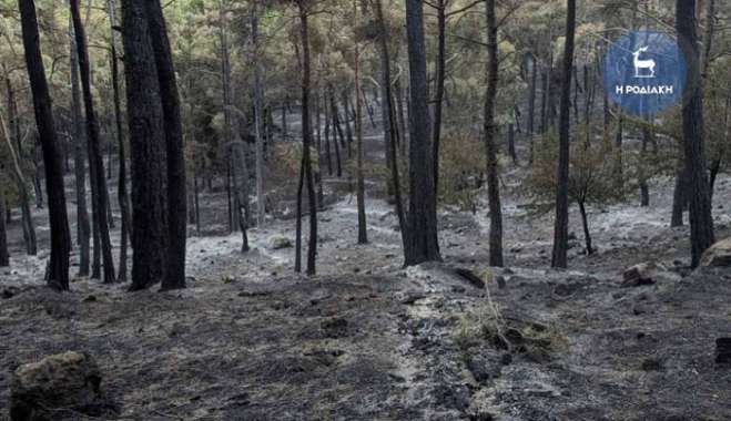 Ευθύμιος Λέκκας: Οι προκλήσεις της επόμενης ημέρας στη Ρόδο - Πάνω από 10 χρόνια για να επανέλθει το δάσος