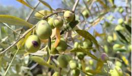 Ο δάκος βγαίνει από τον ελαιώνα: Τι αποκαλύπτει νέα έρευνα του Πανεπιστημίου Αιγαίου